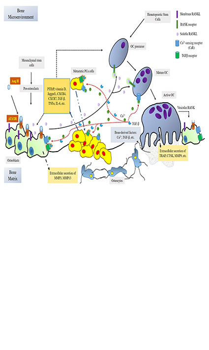 Roles of renin-angiotensin system in the regulation of prostate cancer bone metastasis: a critical review 