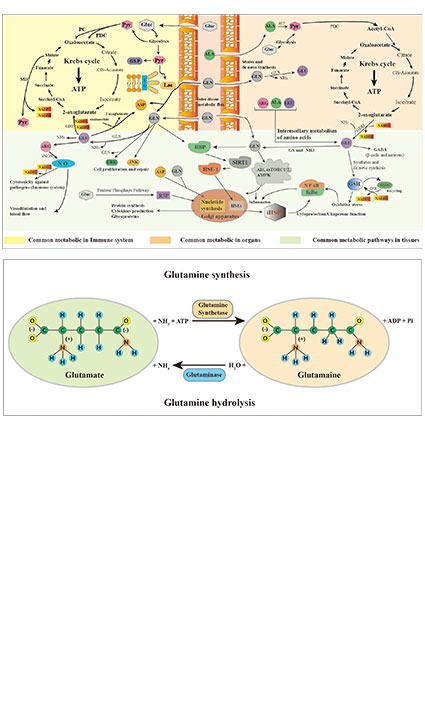 Glutamine Metabolism in Prostate Cancer