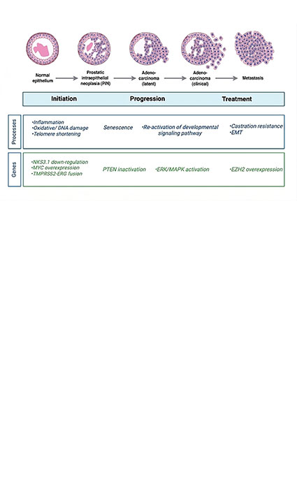 Advances in Prostate Cancer Immunotherapy: Current Options and Emerging Novel Approaches