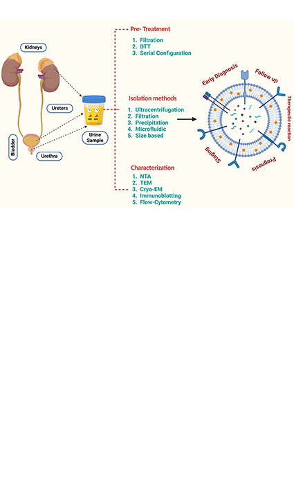 The Role of Urinary Extracellular Vesicles in Kidney Cancer: Diagnostic and Therapeutic Potential