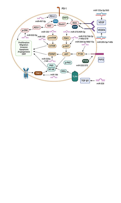 A Potential Role of MicroRNA in the Renal Cancer and Its Tumor Microenvironment