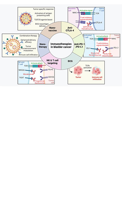 Immunotherapies to Nano-Immunotherapies: Advances in Immune Targeting in Bladder Cancer