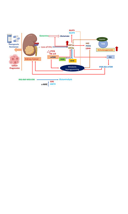 Metabolic Reprogramming in Kidney Cancer: Implications for Therapy