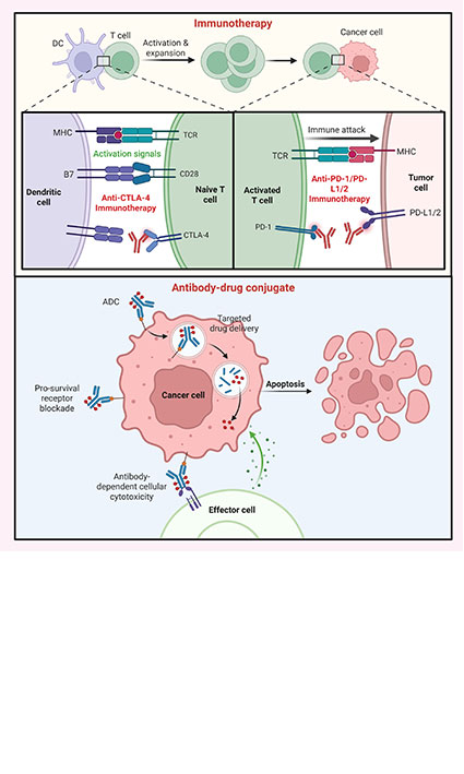 Evolving Therapeutic Paradigms in Bladder Cancer: the Impact of Immunotherapy and Antibody-Drug Conjugates