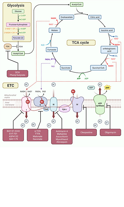Exploiting Metabolic Reprogramming and Its Therapeutic Vulnerabilities in Prostate Cancer