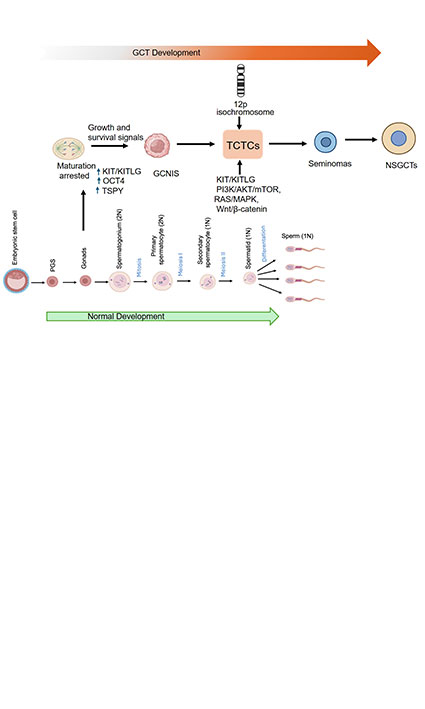 Testicular Carcinoma: Molecular Pathogenesis, Diagnostic Advances, and Evolving Therapeutic Strategies