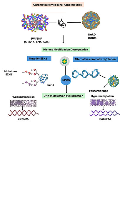 Epigenetic Alterations and Chromatin Landscape Remodeling in Urothelial Bladder Cancer: Molecular Drivers, Biomarker Potential, and Emerging Therapeutic Strategies