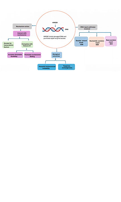 Non-Histone Chromatin Protein Dysregulation: The Oncogenic Role of HMGB1 and Its Redox States in ccRCC Inflammation and Genome Instability